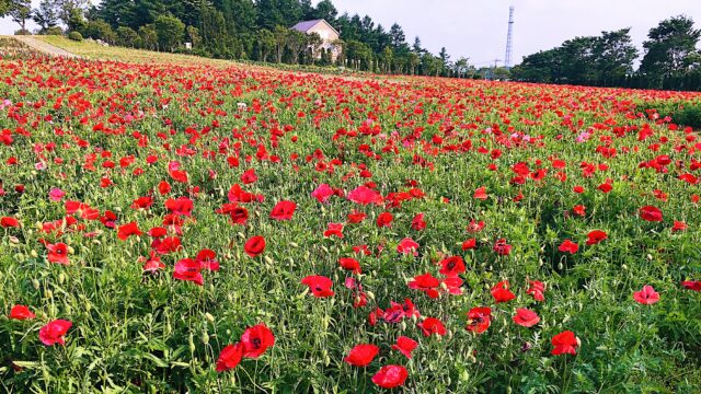 栃木県那須町 観光 名所 那須フラワーワールド 散策 花畑の観賞地 ランプーブログ