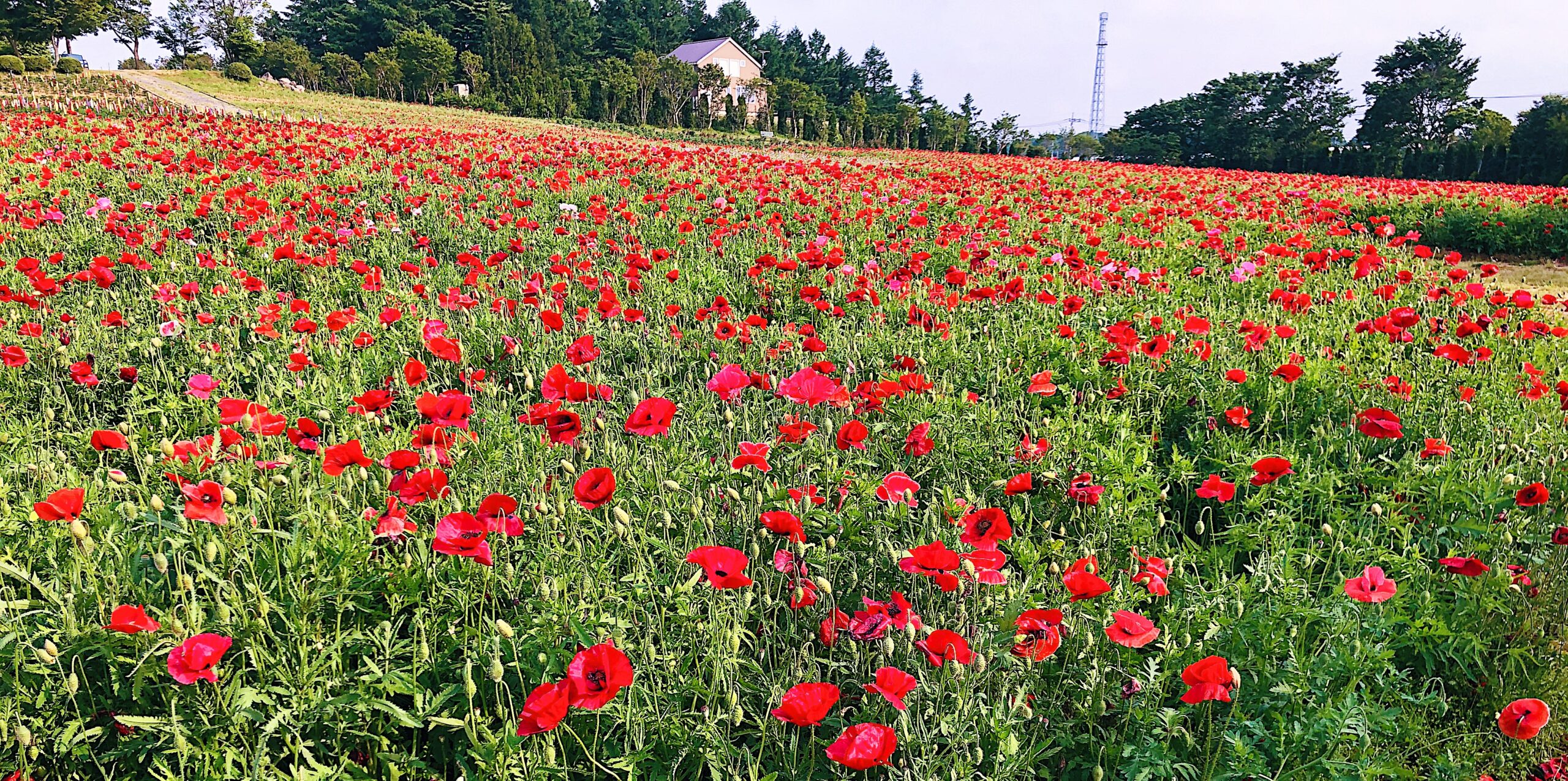 栃木県那須町 観光 名所 那須フラワーワールド 散策 花畑の観賞地 ランプーブログ