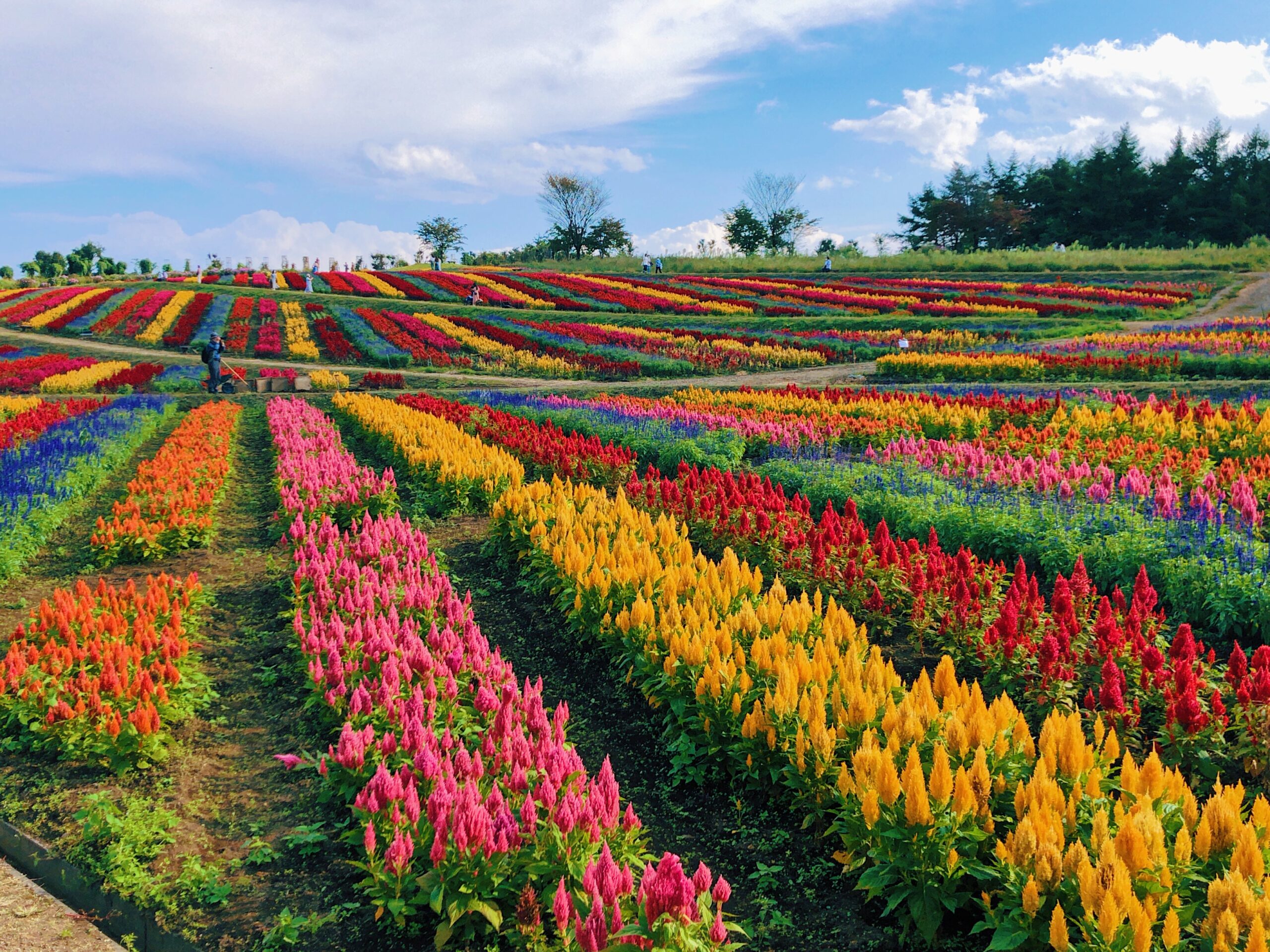 栃木県那須町 観光 名所 那須フラワーワールド 散策 花畑の観賞地 ランプーブログ